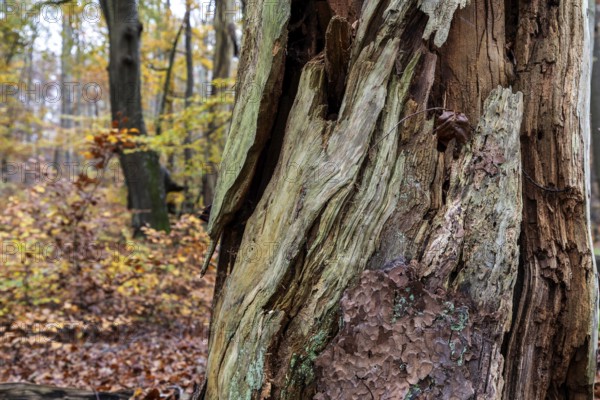 Rotten tree in autumn forest, Darßwald, Fischland-Darß-Zingst, Western Pomerania Lagoon Area