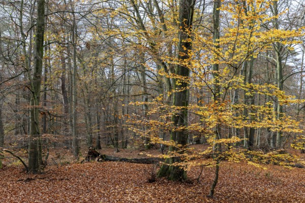 Autumn forest, autumn-colored leaves, Darßwald, Fischland-Darß-Zingst, Western Pomerania Lagoon