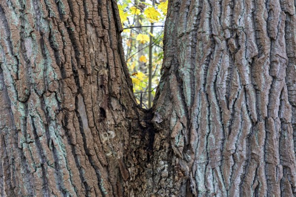 Tree trunk with furrowed bark, V-shaped, Darßwald, Darß, Fischland-Darß-Zingst, Western Pomerania