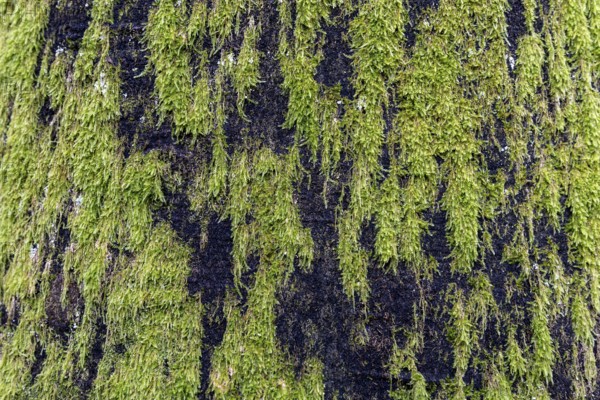 Moss-covered tree trunk, Darßwald, Fischland-Darß-Zingst, Western Pomerania Lagoon Area National