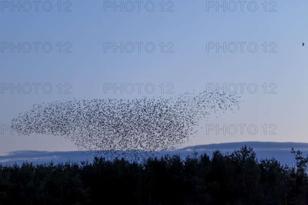 Flock of starlings (Sturnus vulgaris) directly above the roost, flock of birds, autumn migration,