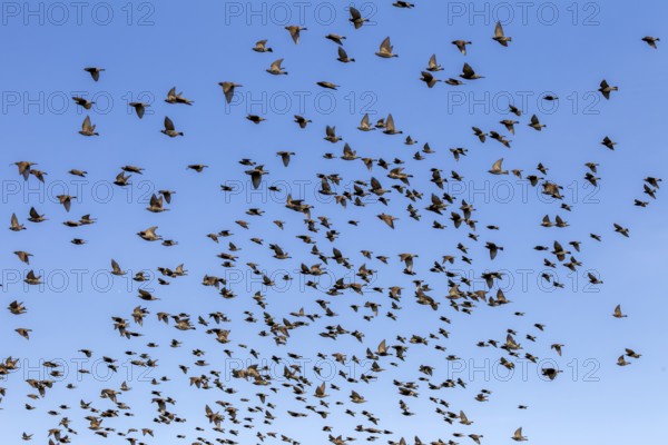 A flock of starlings (Sturnus vulgaris) flies parallel to the North Sea dyke in search of a good