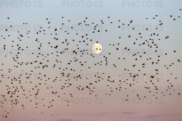 Starlings (Sturnus vulgaris) fly to roost in front of the moon, flock of birds, bird migration,