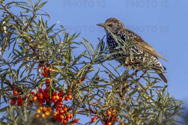 Starling (Sturnus vulgaris) in resting dress looks tensely out of a sea buckthorn bush (Hippophae