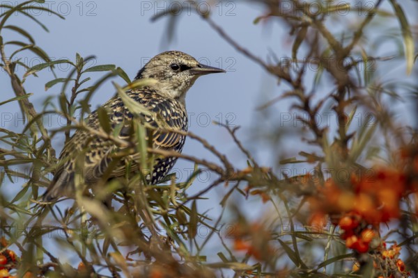Starling (Sturnus vulgaris) this year's young bird looking tensely out of a sea buckthorn bush