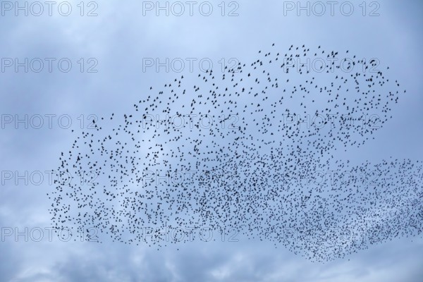 Starlings (Sturnus vulgaris) gather over the roost, autumn migration, spring migration, bird