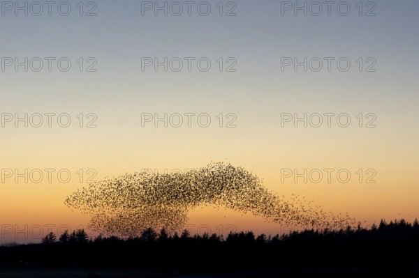 A flock of starlings (Sturnus vulgaris) gathers over the roost in front of sunset, evening mood,