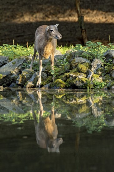 European mouflon (Ovis gmelini musimon), female, mouflon, mouflon drinking water from pond on
