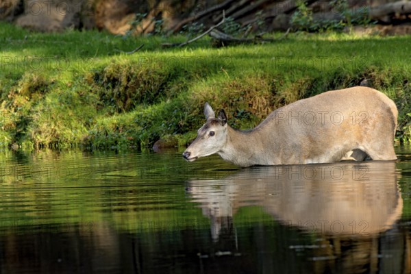 Female red deer (Cervus elaphus), wild deer, doe bathing, swimming on the bank of a pond at the