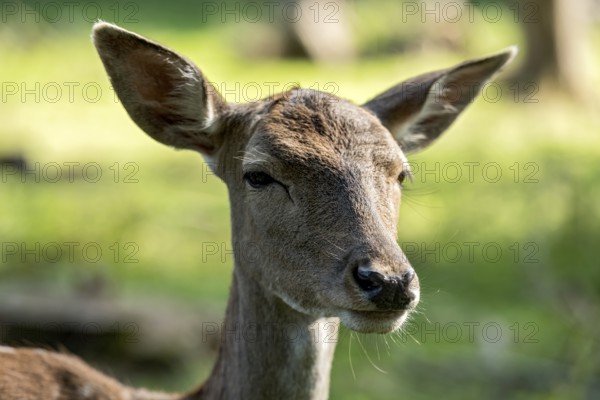 Damson (Dama dama), wild deer, doe observing her surroundings with ears attentively pointing