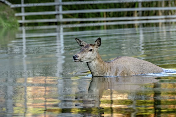 Female red deer (Cervus elaphus), bare deer, doe bathing in pond, Vogelsberg, Kälberbachteich,