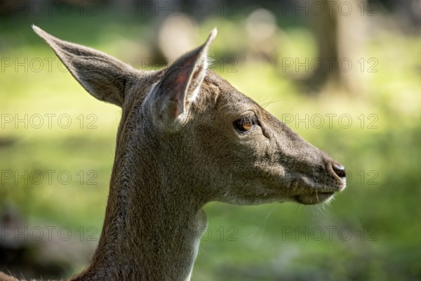 Damson (Dama dama), wild deer, doe observing her surroundings with ears attentively pointing
