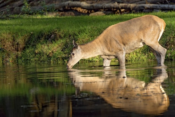 Female red deer (Cervus elaphus), bare deer, doe drinking water, bathing on the bank of a pond at
