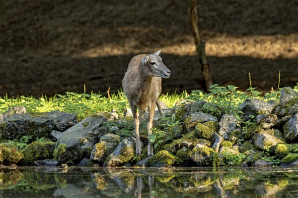 European mouflon (Ovis gmelini musimon), female, mouflon, mouflon drinking water from pond on
