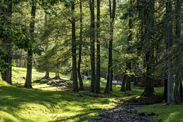 Beech trees (Fagus) against the light, beech forest, forest adventure trail, dream forest,