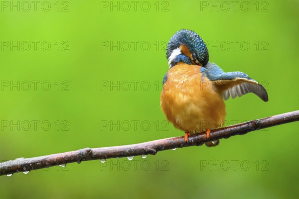A kingfisher (Alcedo Matthis) sits quietly on a branch while grooming its feathers surrounded by