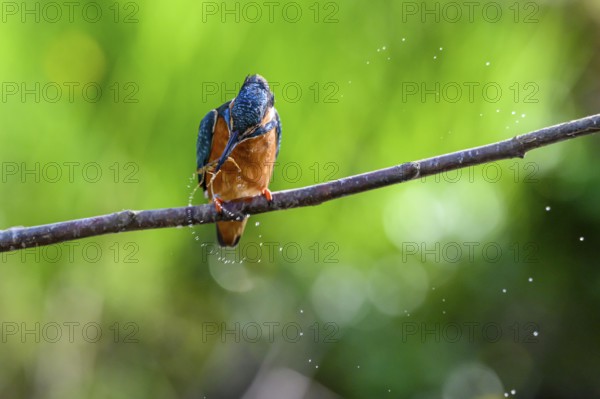 Male kingfisher (Alcedo atthis) with prey in his beak on a branch while water splashes around him,