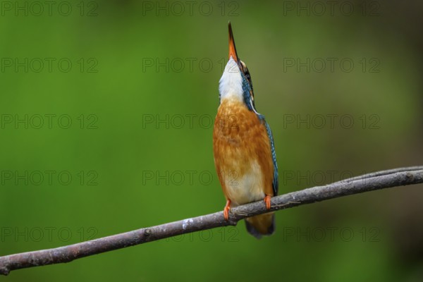 A kingfisher (Alcedo Matthis) looking upwards on a branch, surrounded by green background, East