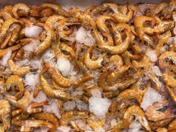 White tiger prawn (Penaeus vannamei) (Whiteleg shrimp vannamei) delicacy from assortment seafood