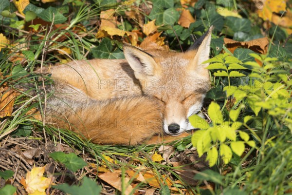 Red fox (Vulpes vulpes) lying peacefully curled up in the sun between grass (Poales) and leaves,