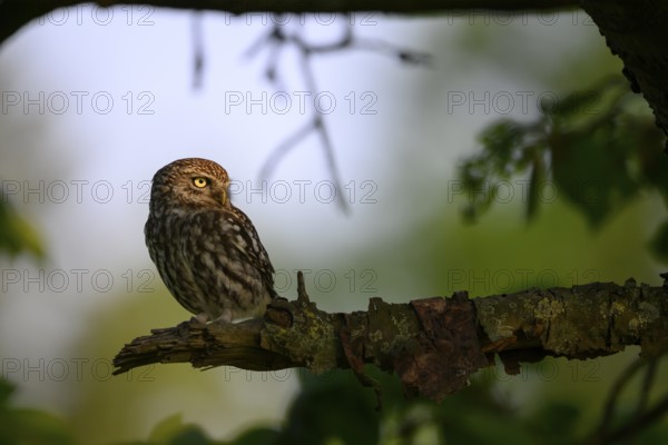A little owl (Athene noctua) sits quietly on a shady branch in a wooded area, Teutoburg Forest,