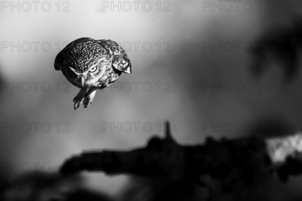 A little owl (Athene noctua) flies in a gloomy black and white setting with strong shadows,