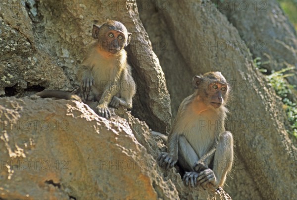 Rhesus monkeys, Wat Suwannakhuha monastery, Phangnga Bay, Ko Phuket, Thailand, December 2002,