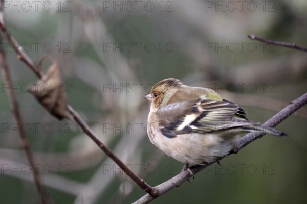Chaffinch (Fringilla coelebs), male, winter plumage, close-up, twig, Germany, In winter the plumage
