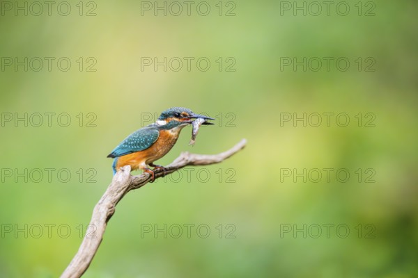 Common kingfisher (Alcedo atthis) sitting on an old wooden branch eating his fresh cought fish in