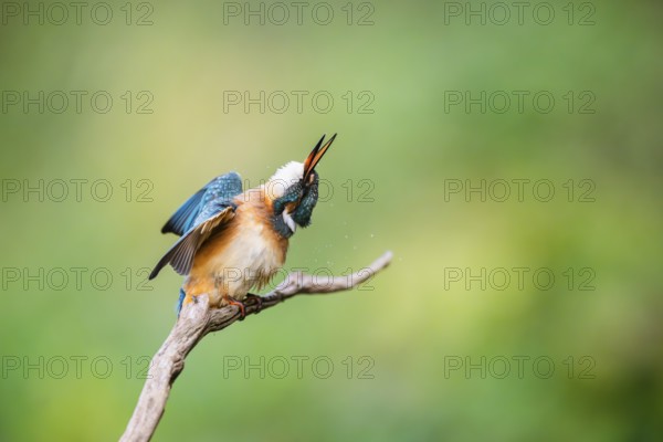 Common kingfisher (Alcedo atthis) sitting on an old wooden branch shaking its body in late summer,