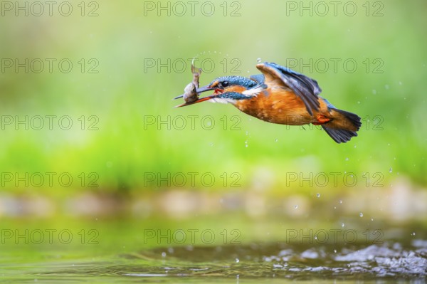 Common kingfisher (Alcedo atthis) flying out of the water with a fresh cought fish in his beak in