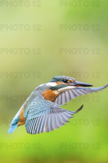 Common kingfisher (Alcedo atthis), flying, wildife, Bavaria, Germany