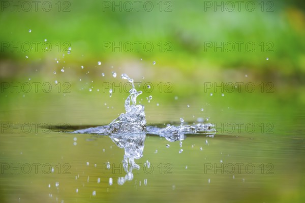 Splashing Water from a Common kingfisher (Alcedo atthis) flying into the water hunting for fish in