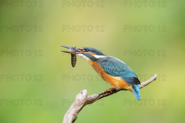 Common kingfisher (Alcedo atthis) sitting on an old wooden branch eating his fresh cought fish in