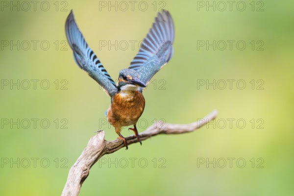 Common kingfisher (Alcedo atthis) flying away from an old wooden branch in late summer, wildife,