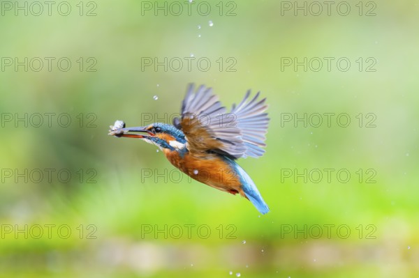 Common kingfisher (Alcedo atthis) flying out of the water with a fresh cought fish in his beak in