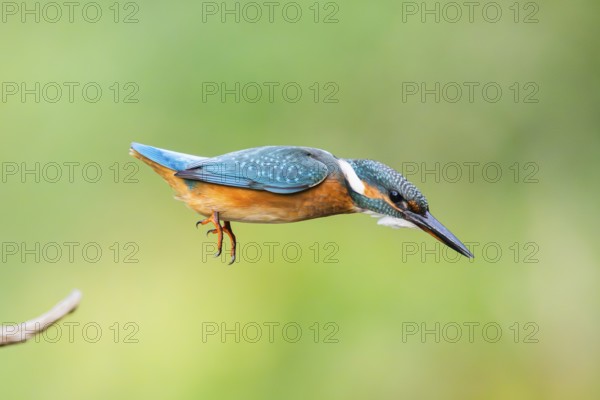 Common kingfisher (Alcedo atthis) flying into the water hunting for fish in late summer, wildife,