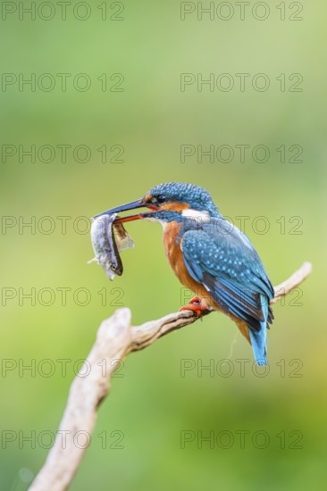 Common kingfisher (Alcedo atthis) sitting on an old wooden branch eating his fresh cought fish in