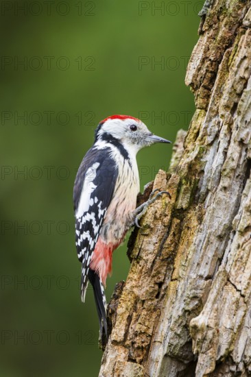 Middle spotted woodpecker (Dendrocoptes medius) sitting on an old wrotten tree trunk in late