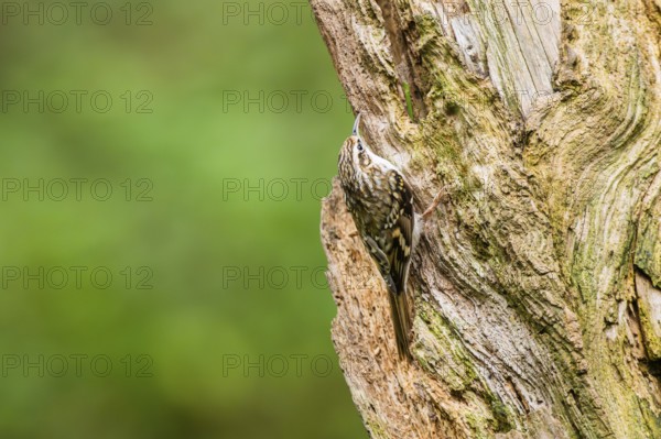 Eurasian treecreeper (Certhia familiaris) climbing up an old wrotten tree trunk, Bavaria, Germany