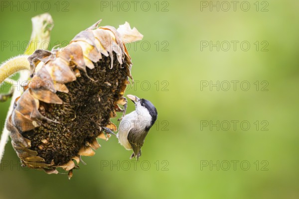 Marsh tit (Poecile palustris) sitting on an old sunflower blossom eating seeds, Bavaria, Germany