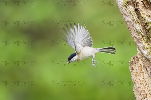 Marsh tit (Poecile palustris) flying from an old written tree trunk, Bavaria, Germany