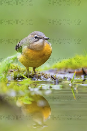 Grey Wagtail (Motacilla cinerea) hunting at a little lake in a swamp, wildlife, Germany