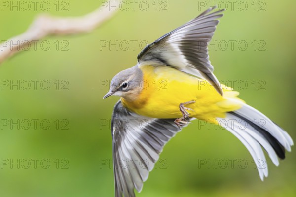 Grey Wagtail (Motacilla cinerea), flying, wildlife, Germany