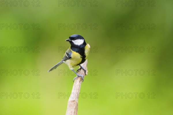 Great tit (Parus major) sitting on an old wrotten tree trunk at a swamp, Bavaria, Germany