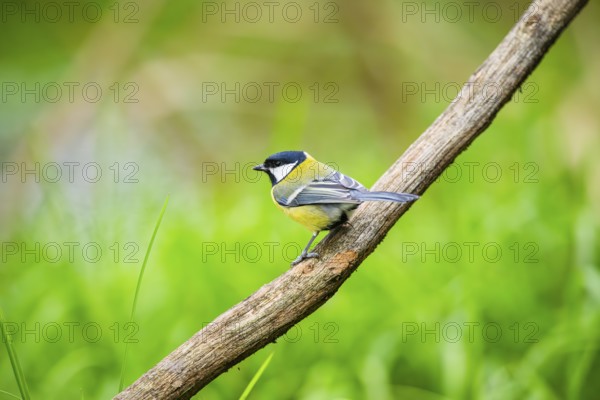 Great tit (Parus major) sitting on stem of a reed at a swamp, Bavaria, Germany