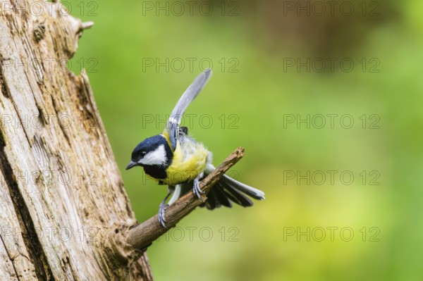 Great tit (Parus major) spreading its wings while sitting on the branch of on an old wrotten tree