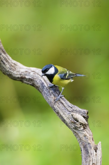 Great tit (Parus major) sitting on an oldwood at a swamp, Bavaria, Germany