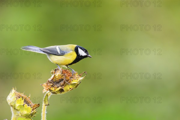 Great tit (Parus major) sitting on an old sunflower blossom with seeds inside, Bavaria, Germany