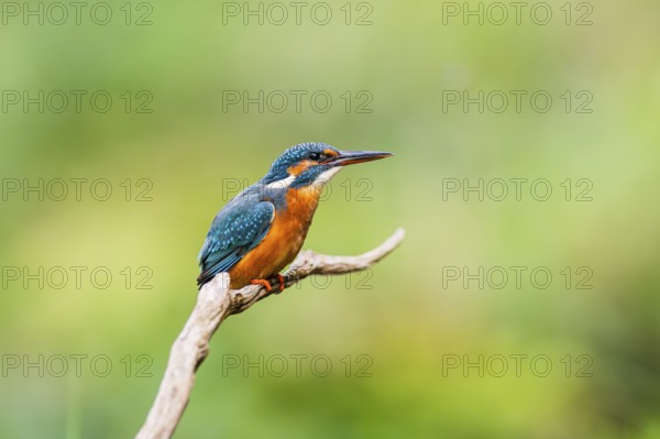 Common kingfisher (Alcedo atthis) sitting on an old wooden branch in late summer, wildife, Bavaria,
